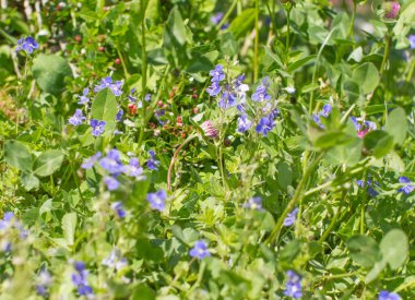 Myosotis ya da unutma, çimenlikte yonca ve çimenli küçük mavi çiçekler biyolojik çeşitlilik ve sürdürülebilir arka bahçe için.