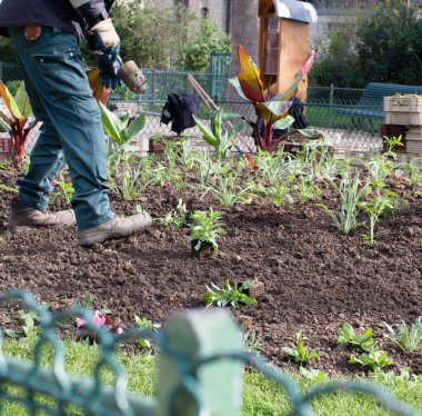 Bahçecilikle ilgilenen isimsiz bir belediye bahçıvanı ön planda çitli bitkiler, arka planda banklar.