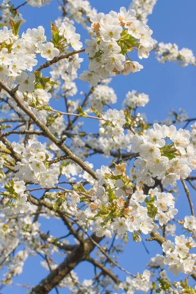 春の桜の花の美しい枝日当たりの良い青空の上の植物 — ストック写真