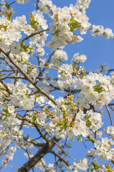 Bellissimi Rami Fiori Fioriti Ciliegio Botanica Primaverile Sopra Cielo Blu — Foto Stock