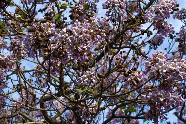 桐の紫色の芳香のある花のクローズアップ青空の上に春に咲くトメノサの木 プリンセスツリーとも呼ばれる — ストック写真
