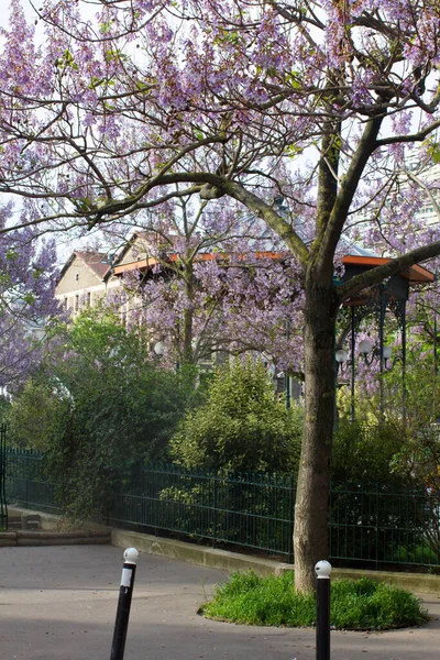 Voorjaarsbestrating Met Prinses Bomen Bloeiend Parkhekken Struiken Met Oude Kiosk — Stockfoto