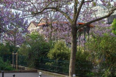 Paulownia ağaçlarının açtığı bahar kaldırımları, arka planda eski kulübeleri ve yeni binaları olan park çitleri ve çalılar.