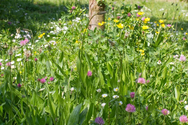 Flora Biodiversity Melliferous Meadow Full Clover Plantain Wild Daisies Buttercup — Stockfoto