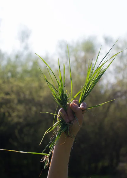 Proud Child Hand Bunch Grass Showing Green Sustainable Environment Biodiversity — Stock Photo, Image