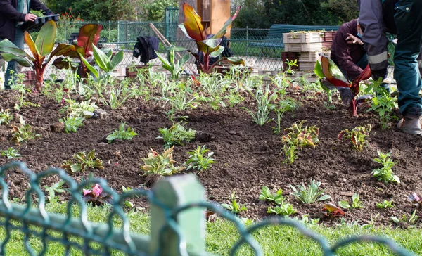 Команда Городских Садоводов Работающих Парковой Клумбе Цветочными Культурами Растениями Забором — стоковое фото