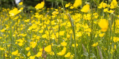 Yabani sarı doğal güzellik, çayır ve çayır biyolojik çeşitliliği için çiçekli çiçek bayrağı