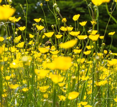 Biyolojik çeşitlilik için yabani çiçek açan çiçeklerden yapılmış güzel çayırlardan oluşan neşeli çiçek duvar kağıtları.