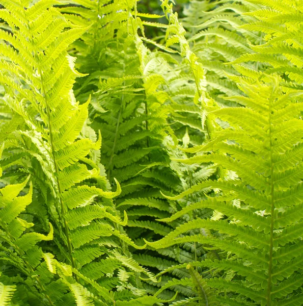 Carta Parati Botanica Foglie Felce Biodiversità Boschi Bellissimi Dettagli Della — Foto Stock