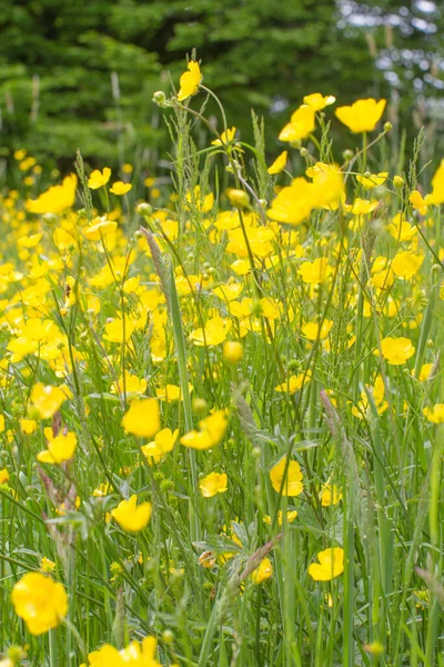 Gele Boterbloem Veld Voor Plantaardige Schoonheid Natuurlijke Tuinieren Weide Biodiversiteit — Stockfoto