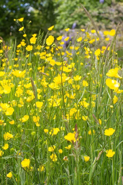 Grasland Van Boterbloemen Bloeiende Kruiden Voor Natuurlijk Tuinieren Plantenschoonheid Weidebiodiversiteit — Stockfoto