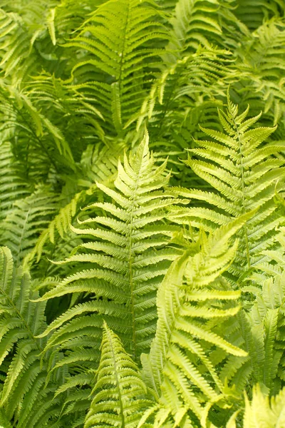 美丽的蕨类叶子或多毛植物或多毛植物 具有自然的绿色质感和花边 — 图库照片