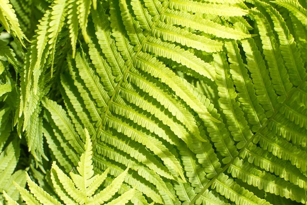 Gros Plan Belles Feuilles Fougère Ensoleillées Pour Une Texture Verte — Photo