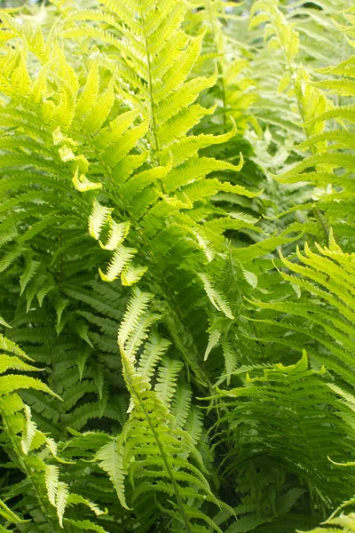 蕨叶植物特写 用于森林生物多样性或美丽的自然细节 — 图库照片