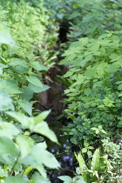 Green Fresh Nettle Bishop Weed Wild Fern Enjoying Water Little — Stock Photo, Image