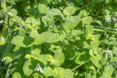 Doğal biyolojik çeşitlilik, tozlaşma ve nehir kıyısındaki yerel bitki örtüsü için Lamiaceae ailesinden su nanesi veya Mentha Aquatica