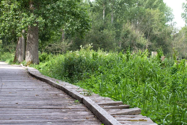 Wooden Pathway Walk Hike French Marsh Protected Marais Poitevin Green — Stock Photo, Image