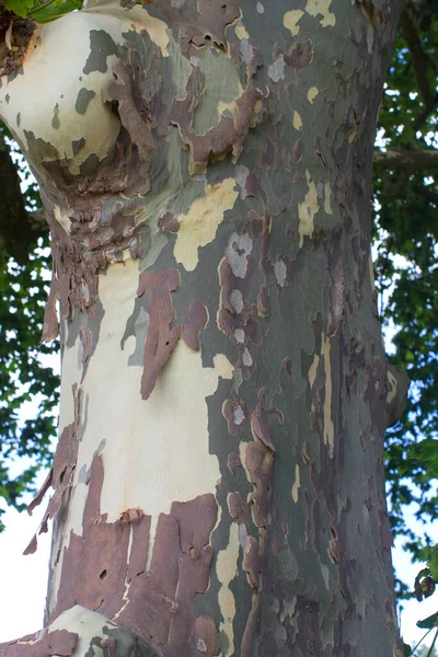 Close Casca Árvore Plana Colorida Antiga Para Beleza Natural Forma — Fotografia de Stock