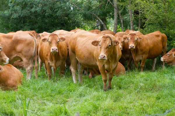 Grupo Grandes Vacas Limousine Marrom Pastando Deitado Prados Verdes Árvores — Fotografia de Stock