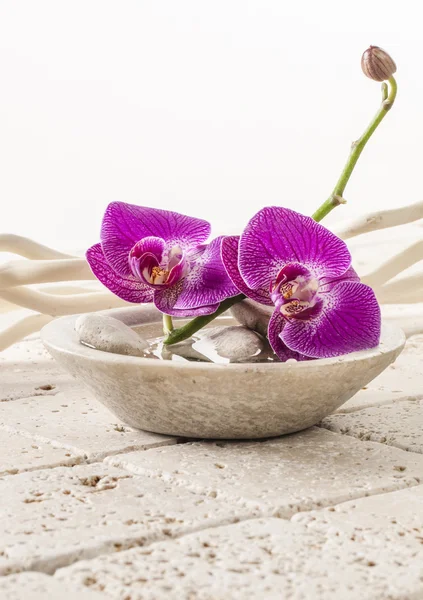 치료에 대 한 난초 꽃의 컵 — 스톡 사진