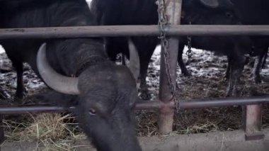 Transcarpathia, Ukrayna kırsalında bufalo çiftliği. Hayvanlar otlar, açık bir ahırda saman yerler. Otantik tarım, hayvancılık ve kırsal yaşam tarzı. Bufalolarla dolu bir köyün huzurlu atmosferi