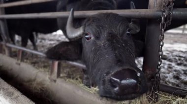 Transcarpathia, Ukrayna kırsalında bufalo çiftliği. Hayvanlar otlar, açık bir ahırda saman yerler. Otantik tarım, hayvancılık ve kırsal yaşam tarzı. Bufalolarla dolu bir köyün huzurlu atmosferi