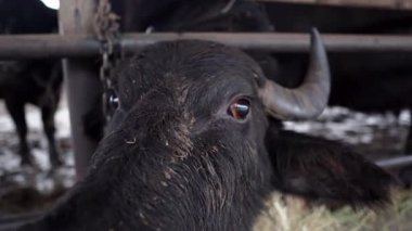 Transcarpathia, Ukrayna kırsalında bufalo çiftliği. Hayvanlar otlar, açık bir ahırda saman yerler. Otantik tarım, hayvancılık ve kırsal yaşam tarzı. Bufalolarla dolu bir köyün huzurlu atmosferi