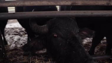 Transcarpathia, Ukrayna kırsalında bufalo çiftliği. Hayvanlar otlar, açık bir ahırda saman yerler. Otantik tarım, hayvancılık ve kırsal yaşam tarzı. Bufalolarla dolu bir köyün huzurlu atmosferi