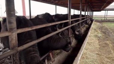 Transcarpathia, Ukrayna kırsalında bufalo çiftliği. Hayvanlar otlar, açık bir ahırda saman yerler. Otantik tarım, hayvancılık ve kırsal yaşam tarzı. Bufalolarla dolu bir köyün huzurlu atmosferi