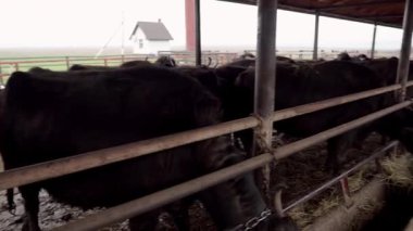 Transcarpathia, Ukrayna kırsalında bufalo çiftliği. Hayvanlar otlar, açık bir ahırda saman yerler. Otantik tarım, hayvancılık ve kırsal yaşam tarzı. Bufalolarla dolu bir köyün huzurlu atmosferi