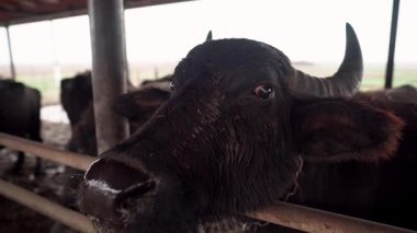 Transcarpathia, Ukrayna kırsalında bufalo çiftliği. Hayvanlar otlar, açık bir ahırda saman yerler. Otantik tarım, hayvancılık ve kırsal yaşam tarzı. Bufalolarla dolu bir köyün huzurlu atmosferi