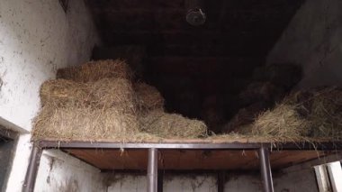 Transcarpathia, Ukrayna kırsalında bufalo çiftliği. Genç bufalolar açık bir ahırda bir ağılda buzağılar. Otantik tarım, çiftlik hayvanları ve kırsal yaşam tarzı. Bufalolarla dolu bir köyün huzurlu atmosferi.