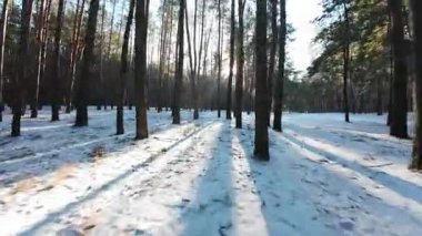 Sinematik FPV insansız hava aracı karla kaplı bir çam ormanında uçuyor. Uzun çam ağaçları arasındaki pürüzsüz hava hareketleri derinlik, hareket ve derin perspektif yaratır. Soğuk doğal ışık ve uzun gölgeler, sakin, atmosferik bir kış havası ekler.