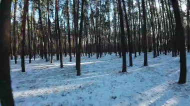 Sinematik FPV insansız hava aracı karla kaplı bir çam ormanında uçuyor. Uzun çam ağaçları arasındaki pürüzsüz hava hareketleri derinlik, hareket ve derin perspektif yaratır. Soğuk doğal ışık ve uzun gölgeler, sakin, atmosferik bir kış havası ekler.