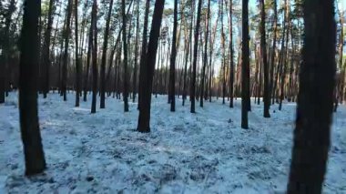 Sinematik FPV insansız hava aracı karla kaplı bir çam ormanında uçuyor. Uzun çam ağaçları arasındaki pürüzsüz hava hareketleri derinlik, hareket ve derin perspektif yaratır. Soğuk doğal ışık ve uzun gölgeler, sakin, atmosferik bir kış havası ekler.