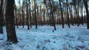 Sinematik FPV insansız hava aracı karla kaplı bir çam ormanında uçuyor. Uzun çam ağaçları arasındaki pürüzsüz hava hareketleri derinlik, hareket ve derin perspektif yaratır. Soğuk doğal ışık ve uzun gölgeler, sakin, atmosferik bir kış havası ekler.