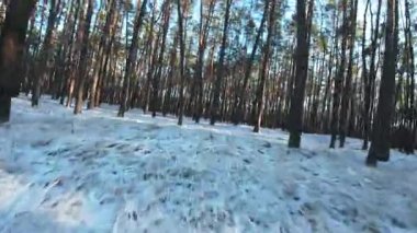 Sinematik FPV insansız hava aracı karla kaplı bir çam ormanında uçuyor. Uzun çam ağaçları arasındaki pürüzsüz hava hareketleri derinlik, hareket ve derin perspektif yaratır. Soğuk doğal ışık ve uzun gölgeler, sakin, atmosferik bir kış havası ekler.