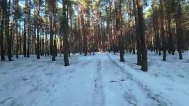 Sinematik FPV insansız hava aracı karla kaplı bir çam ormanında uçuyor. Uzun çam ağaçları arasındaki pürüzsüz hava hareketleri derinlik, hareket ve derin perspektif yaratır. Soğuk doğal ışık ve uzun gölgeler, sakin, atmosferik bir kış havası ekler.