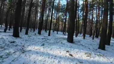 Sinematik FPV insansız hava aracı karla kaplı bir çam ormanında uçuyor. Uzun çam ağaçları arasındaki pürüzsüz hava hareketleri derinlik, hareket ve derin perspektif yaratır. Soğuk doğal ışık ve uzun gölgeler, sakin, atmosferik bir kış havası ekler.