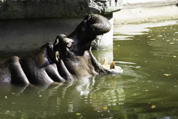 Fauna silvestre Hippopotamus animal —  Fotos de Stock