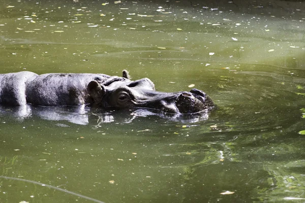 Fauna silvestre Hippopotamus animal —  Fotos de Stock