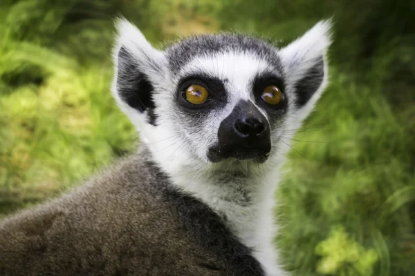 Wildlife Ring-Tailed Lemur Stock Image