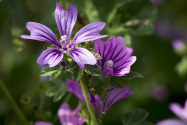 Malva sylvestris doğa