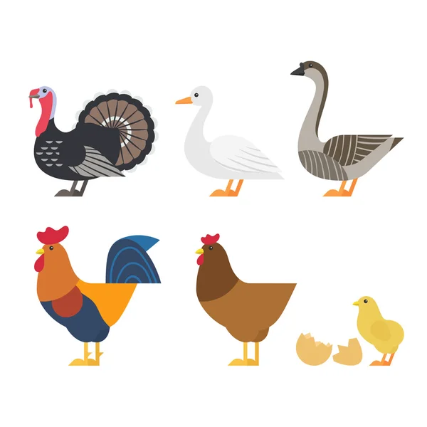 Conjunto de coloridos iconos de aves de granja . — Vector de stock