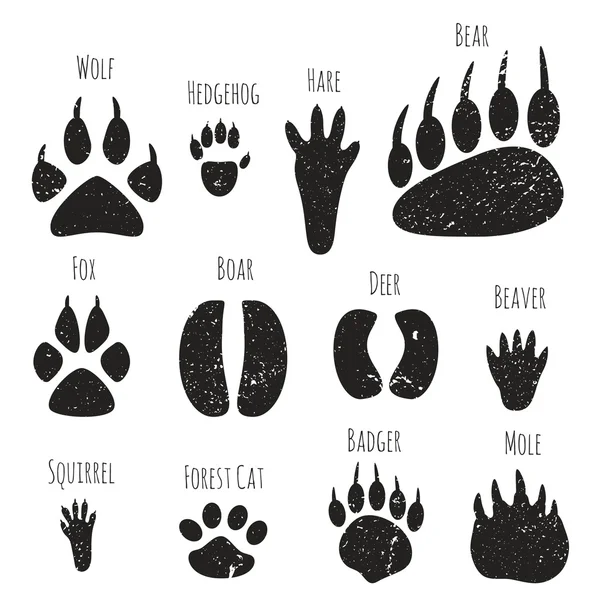 Ensemble d'empreintes d'animaux forestiers . — Image vectorielle