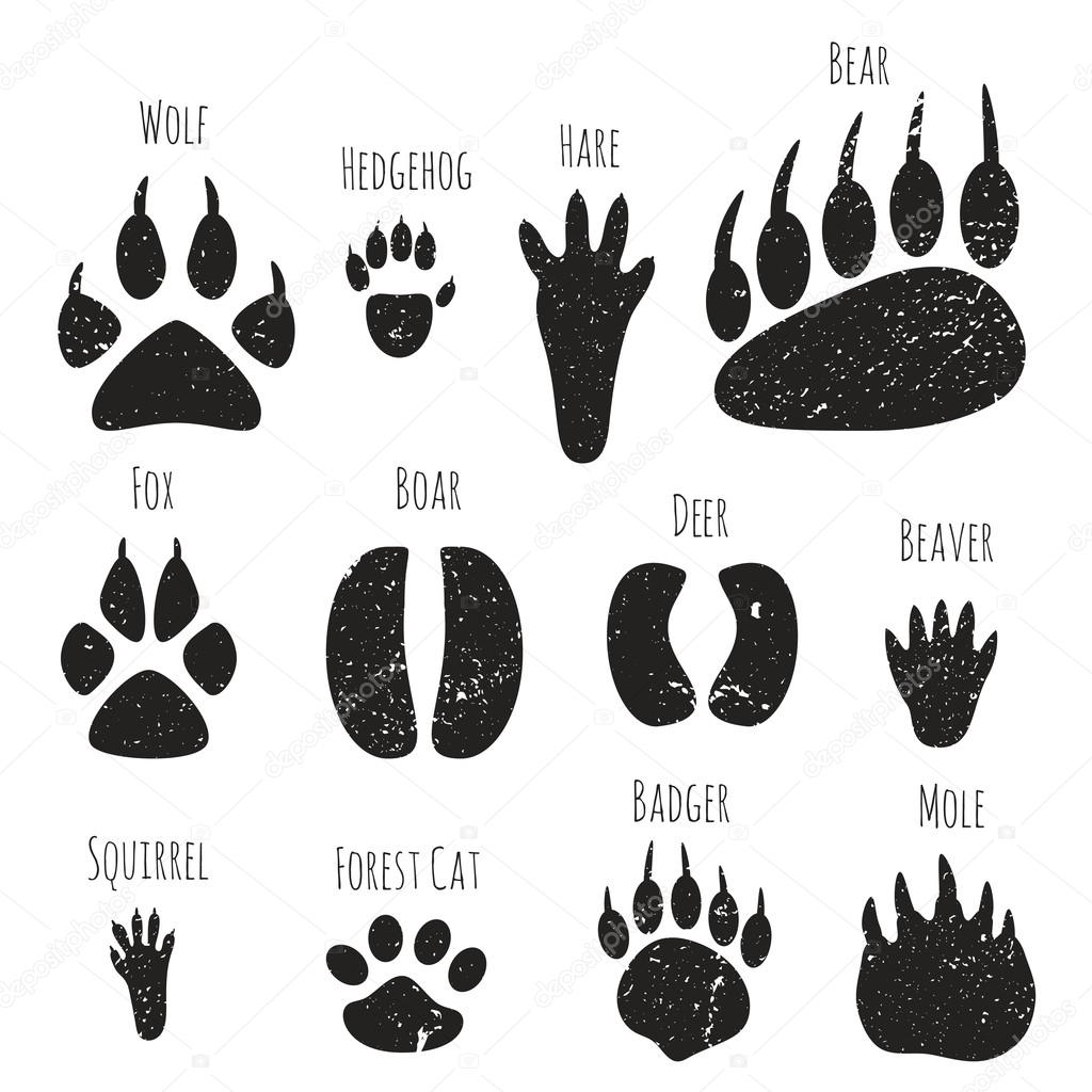 Download Set of forest animals footprints. — Stock Vector ...