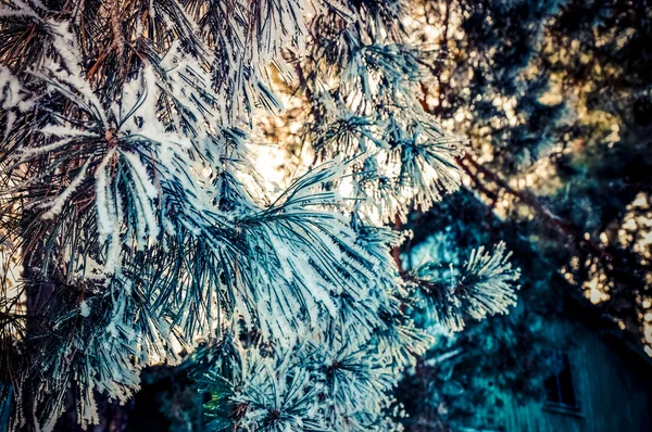 Заморожені соснових гілок — стокове фото