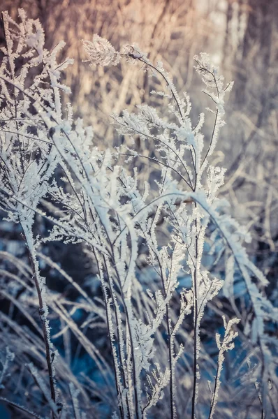 Сад застряг в холодний ранок — стокове фото