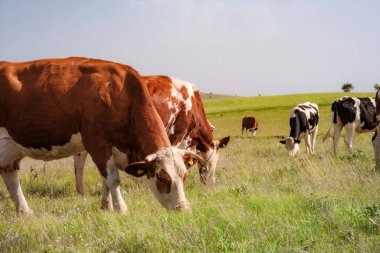 Scene of cows grazing peacefully in a vibrant green pasture. Country life, making it perfect for agricultural, environmental or lifestyle themes.