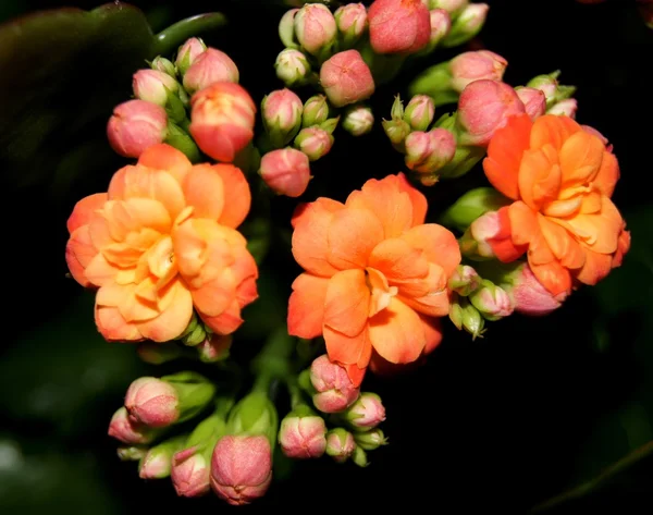 Kwiat, kalanchoe, flower — Stock Photo, Image